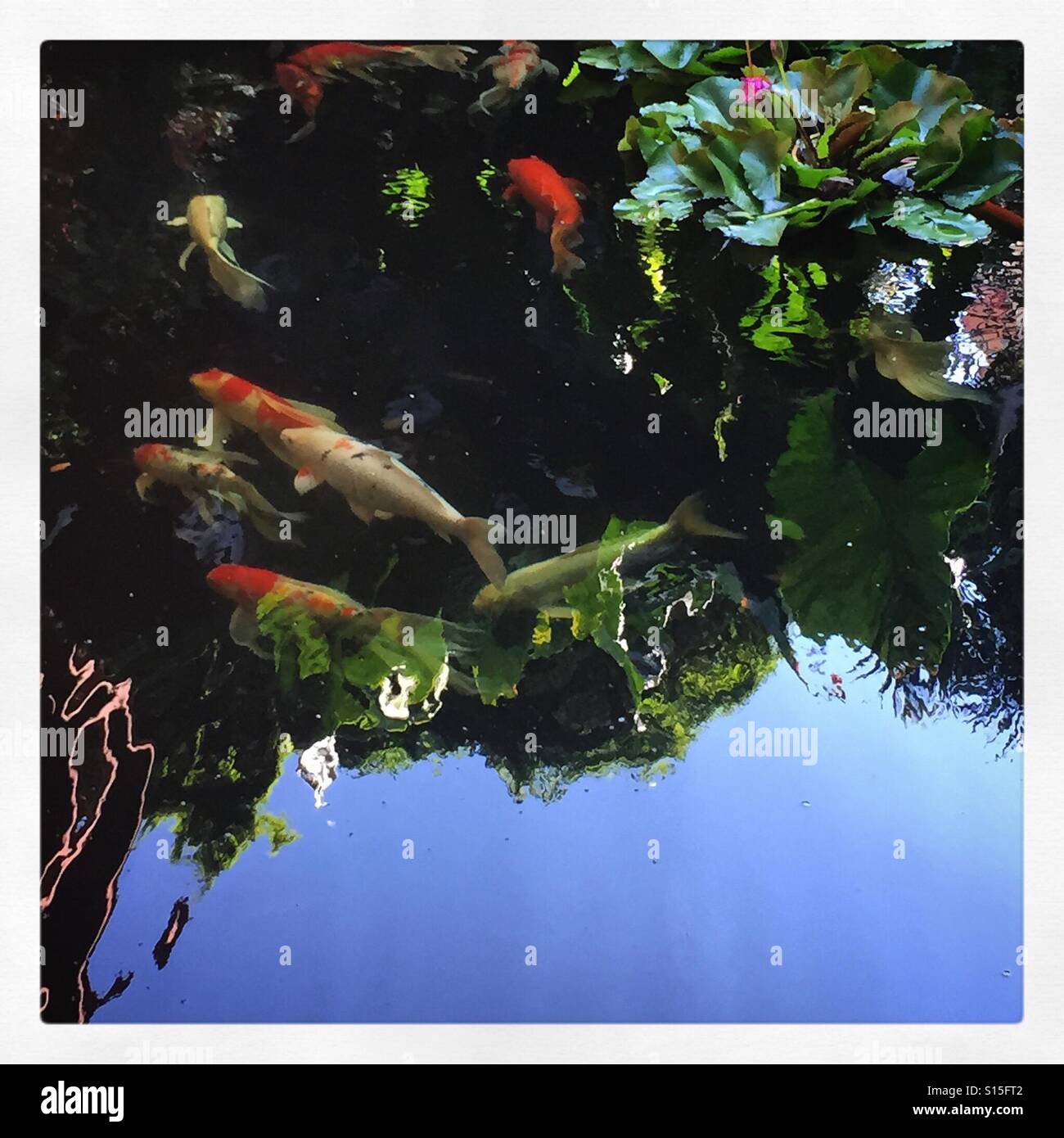 Lillies and carp in a Thai pond - Smartphone Captured Stock Image