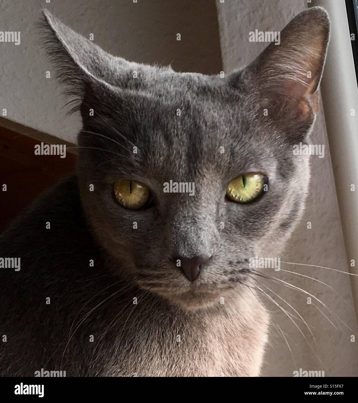 Russian blue cat green eyes hi-res stock photography and images - Alamy