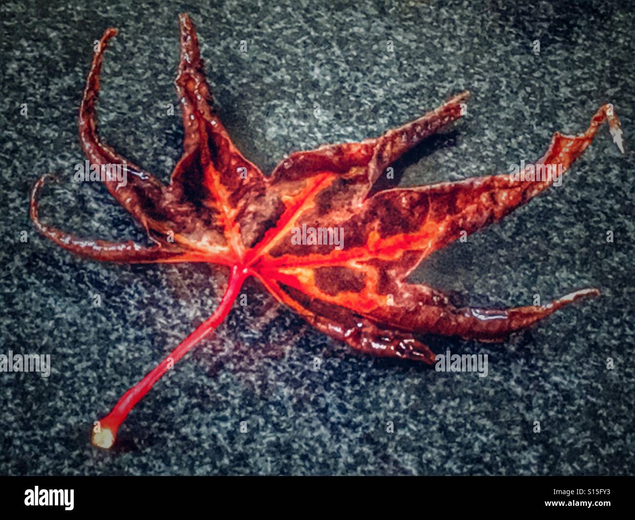 Wet autumn leaf - Smartphone Captured Stock Image
