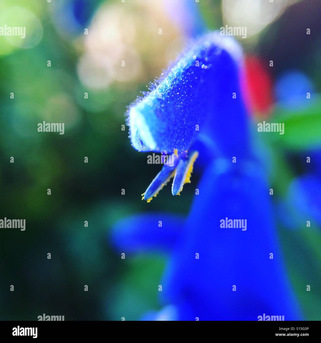 Blue growth - Smartphone Captured Stock Image