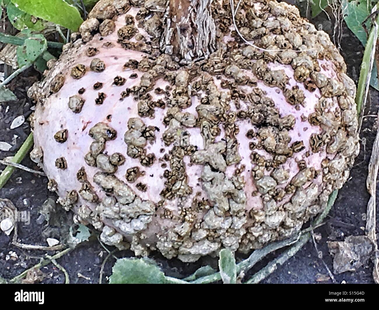 Pumpkin in a vegetable patch. - Smartphone Captured Stock Image