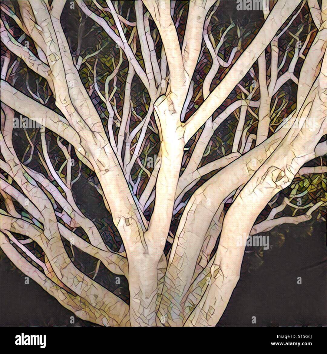 Tree leaf abstract hi-res stock photography and images - Alamy