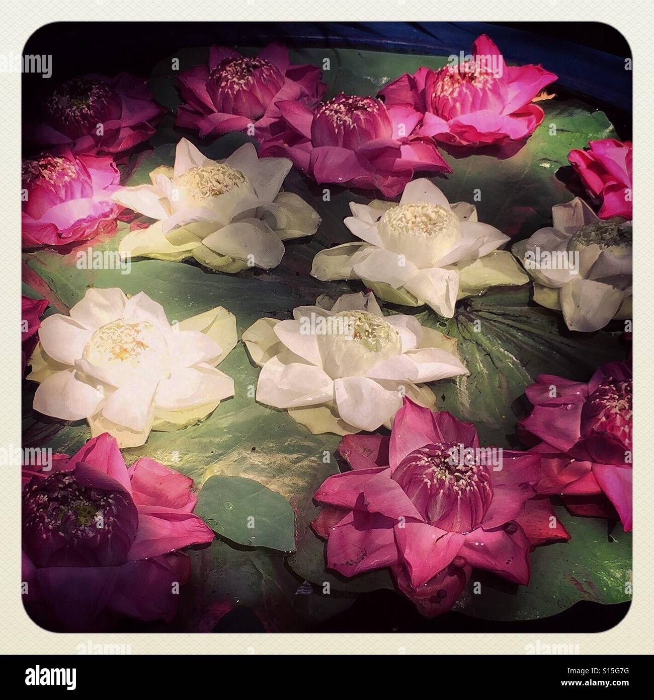 Lotus flowers on water - Smartphone Captured Stock Image