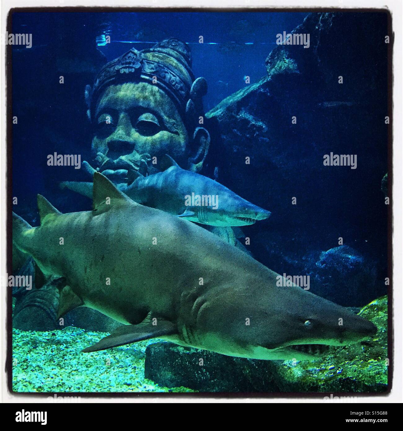 Sharks at Siam Paragon Seaworld - Smartphone Captured Stock Image