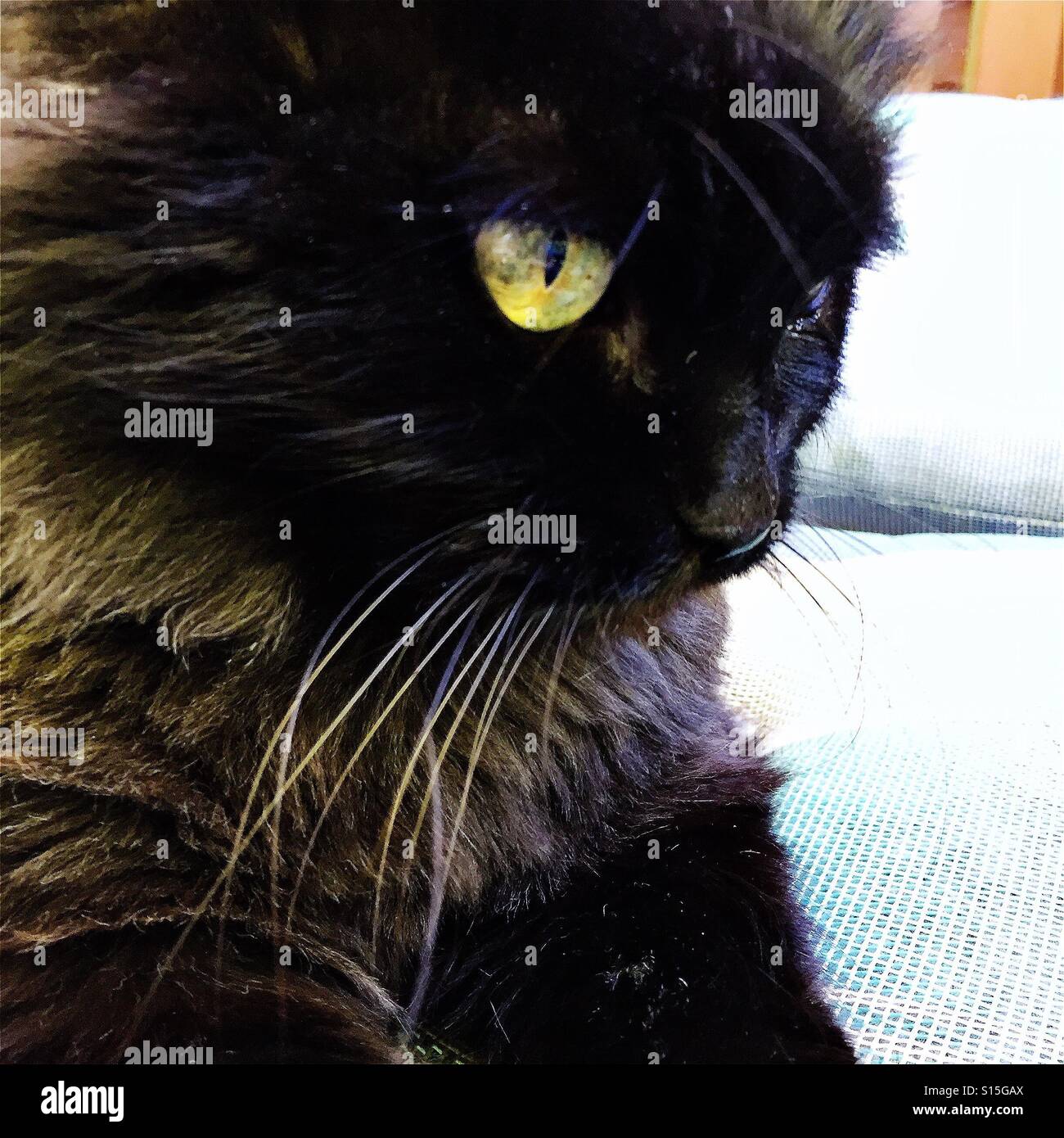 Black cat - Smartphone Captured Stock Image