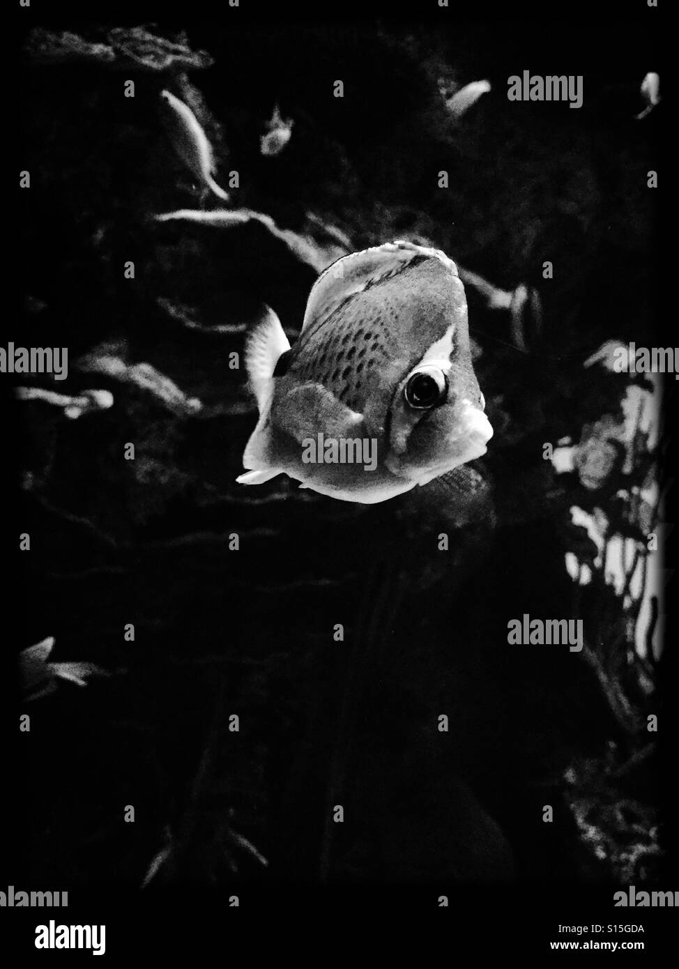 Aquarium fish Black and White Stock Photos & Images Alamy