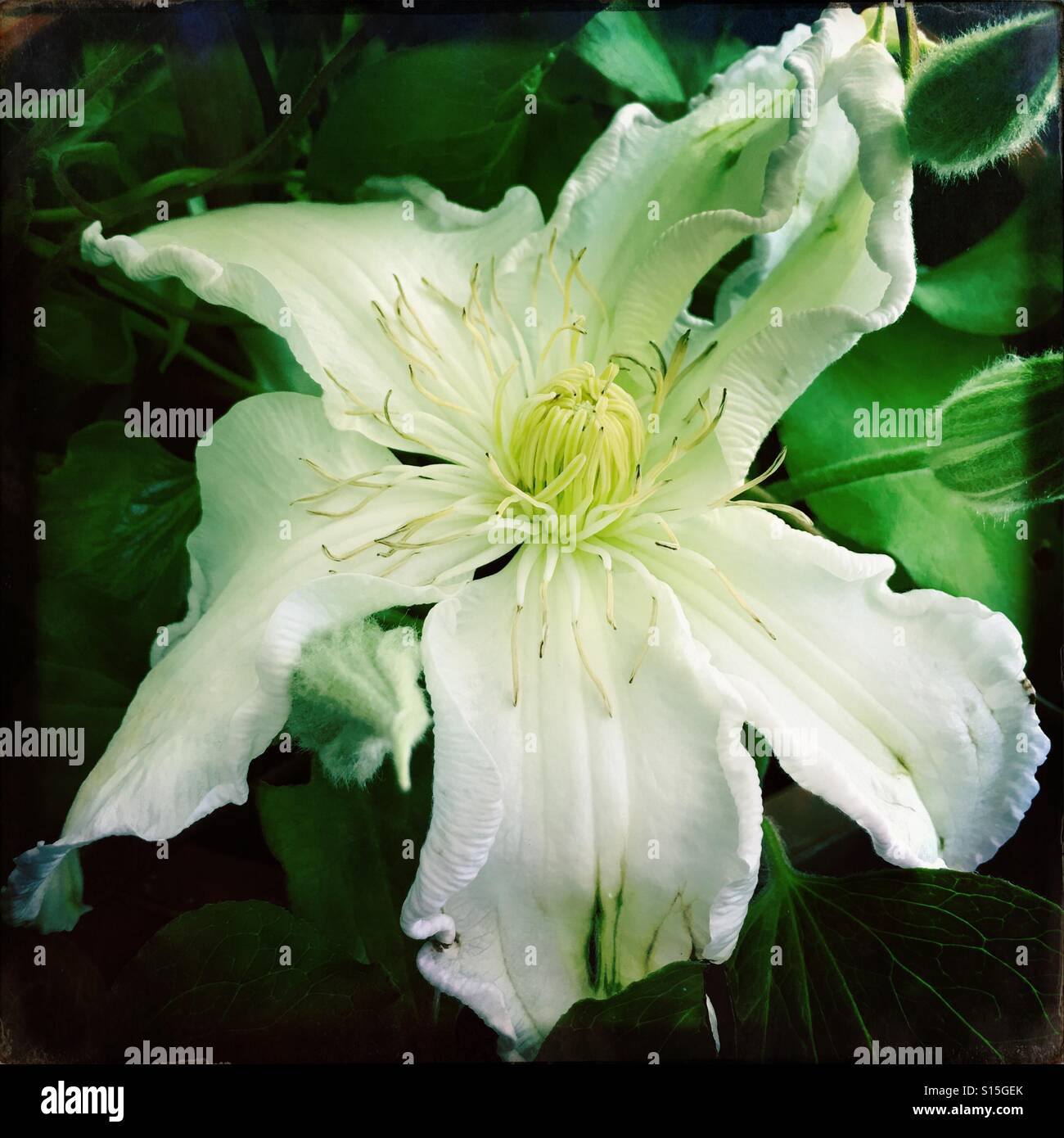 White Clematis Flower Stock Photo Alamy