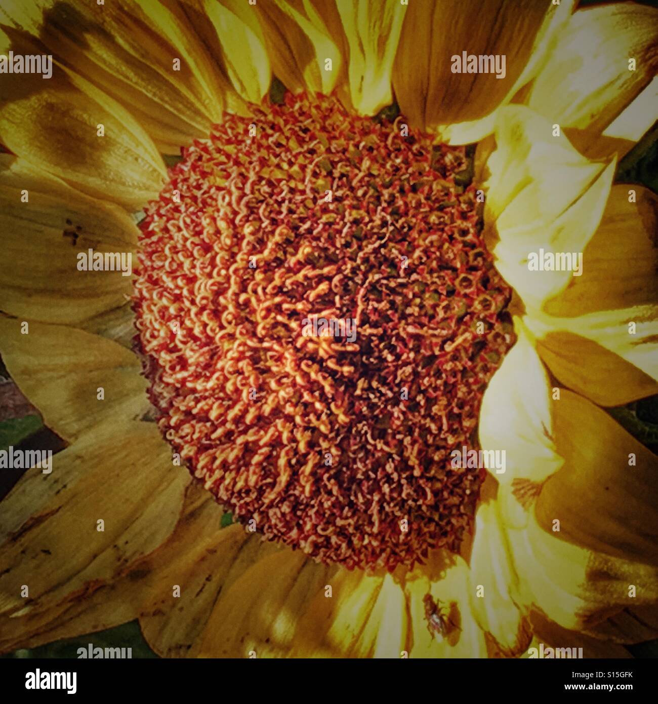 Up past smartphone stock photos and images Alamy