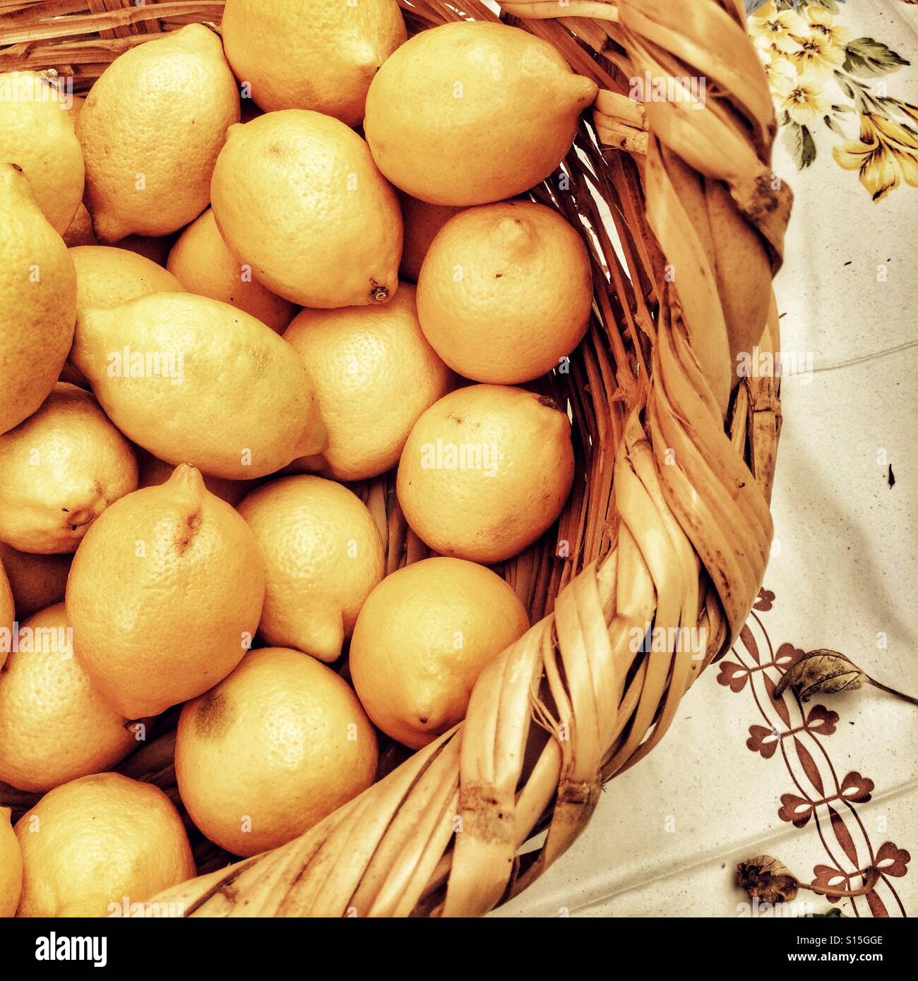 A basket of freshly picked lemons Stock Photo