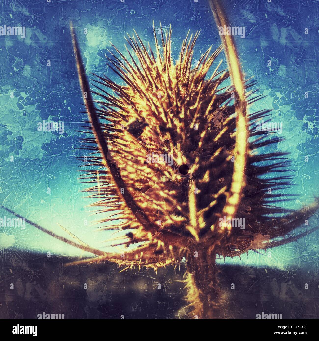 Thistle, at the end of summer - Smartphone Captured Stock Image