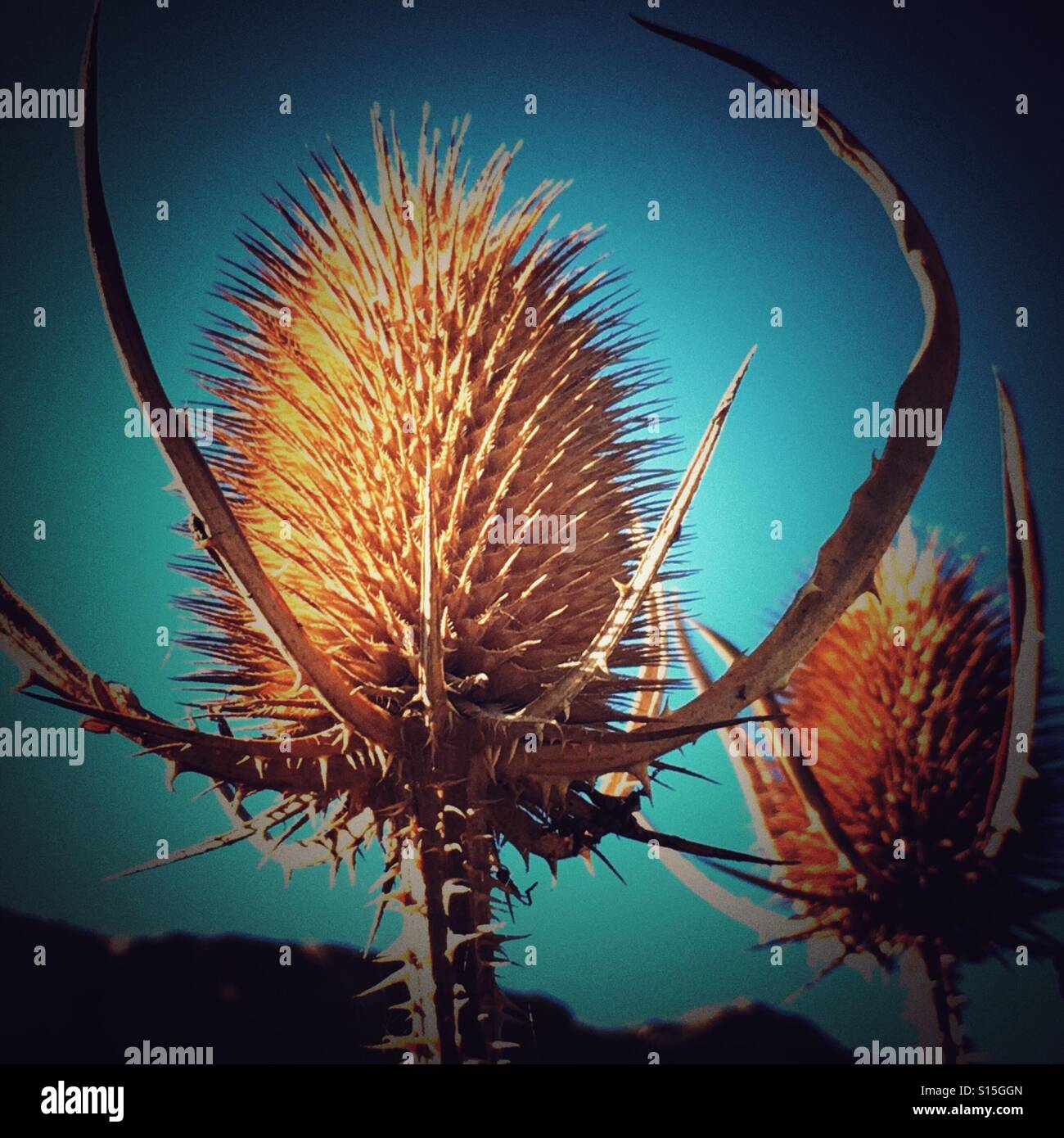 Thistles, at the end of summer - Smartphone Captured Stock Image