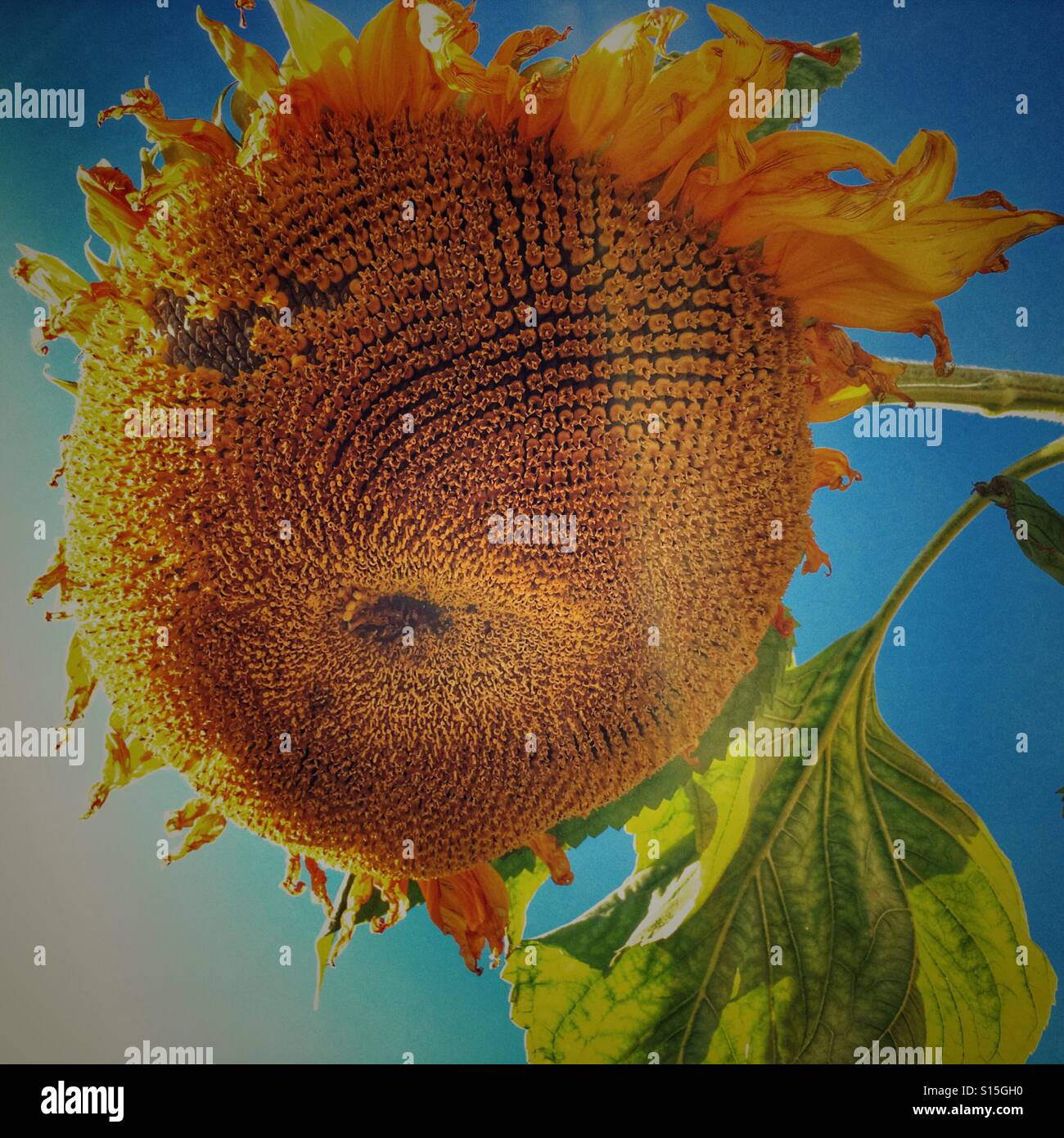 Drooping Sunflower High Resolution Stock Photography and Images Alamy