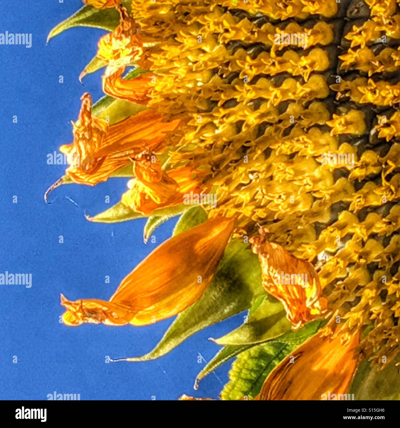 Drooping Sunflower Stock Photos & Drooping Sunflower Stock Images Alamy