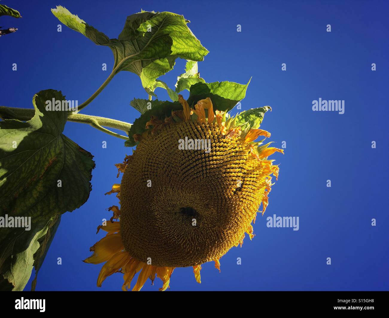 Helianthus. Wilted, droopy sunflower at the end of summer Stock Photo