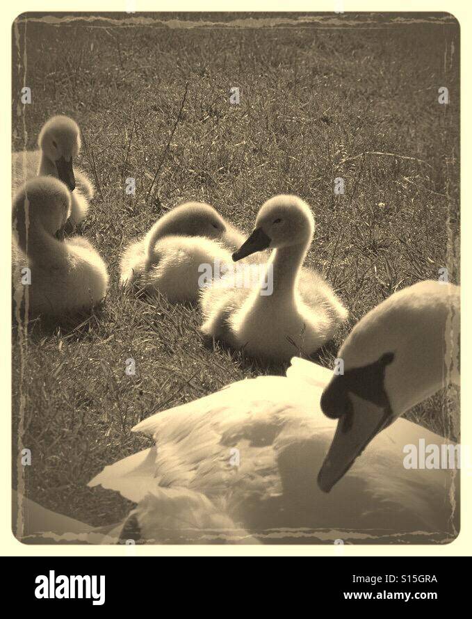 boost crankset on non boost frame