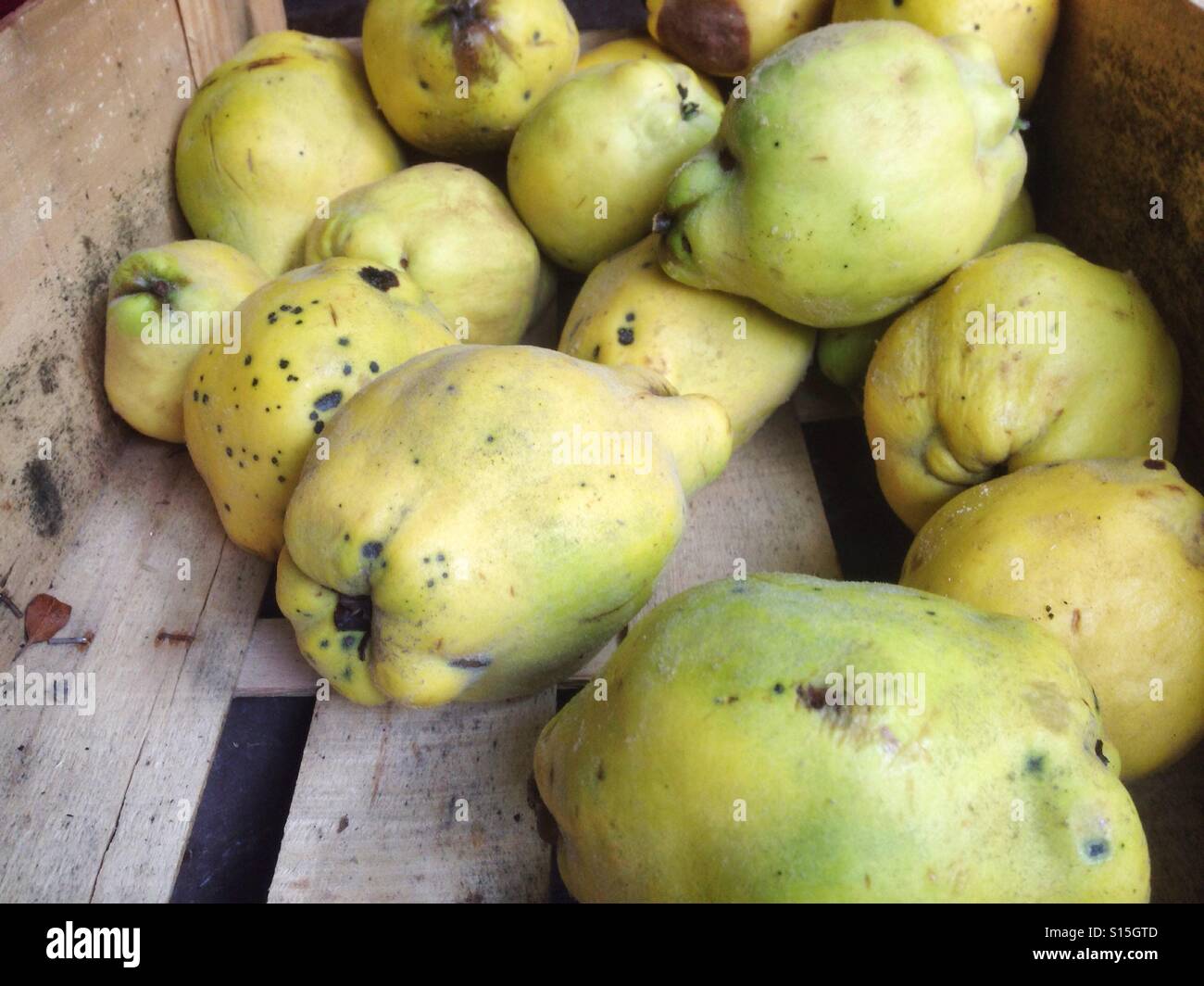 Quinces in a wooden crate - Smartphone Captured Stock Image