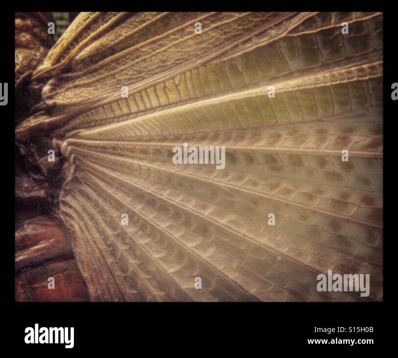 Locust wing at Natural History Museum - Smartphone Captured Stock Image