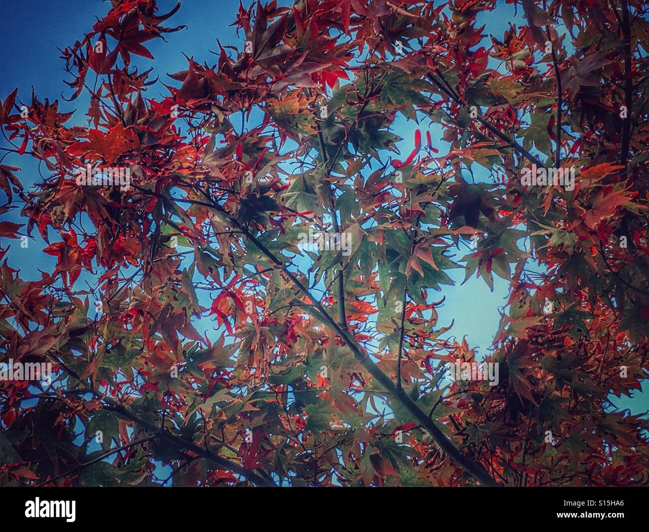 Autumn colours - Smartphone Captured Stock Image
