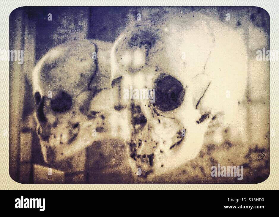 Skulls in the Natural History Museum, Vienna Stock Photo - Alamy