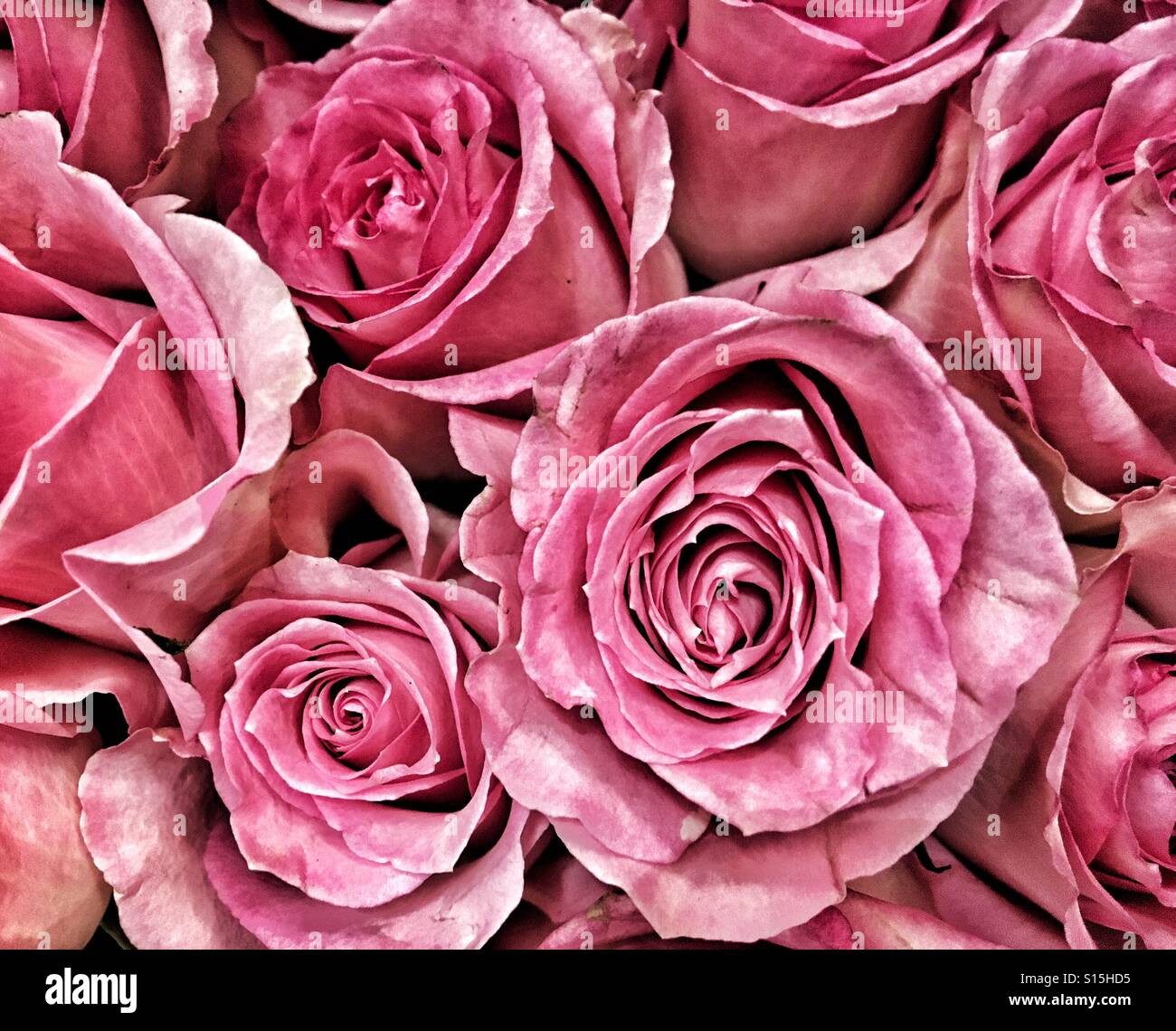 Abstract background of pink roses close up Stock Photo - Alamy