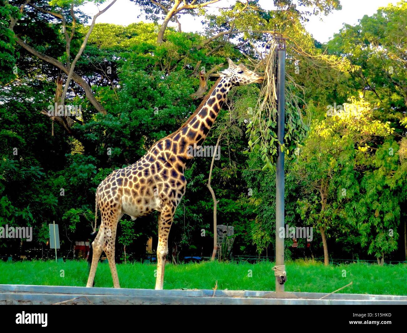 giraffe Stock Photo