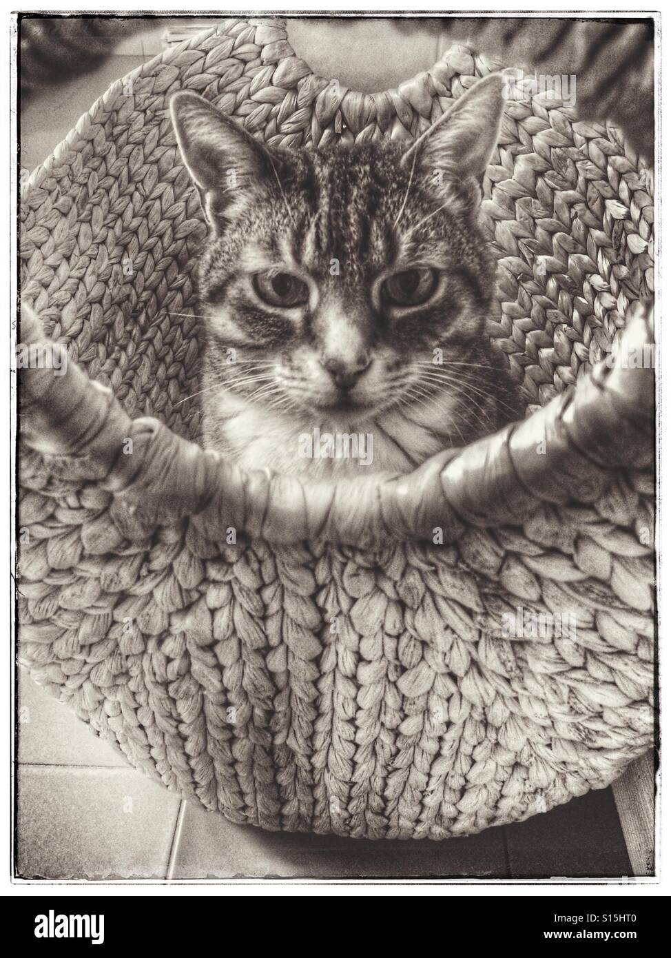 Cat sitting in empty laundry basket Stock Photo Alamy