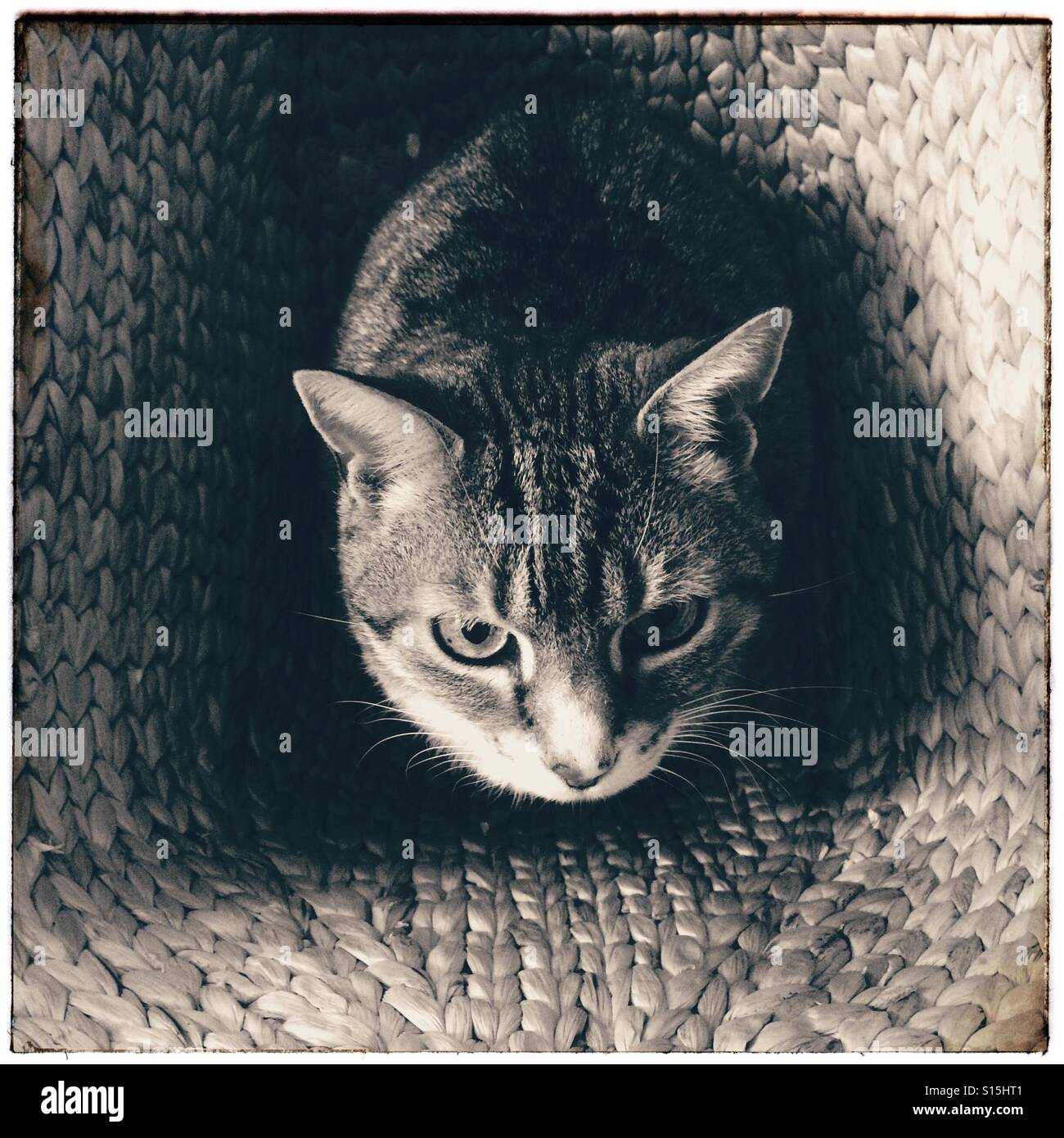 Cat in laundry basket hires stock photography and images Alamy