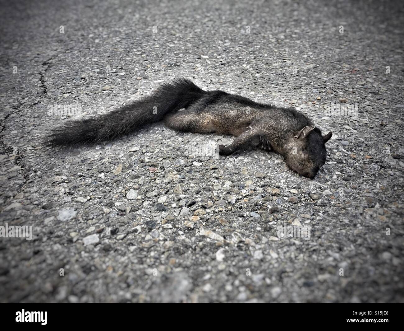 Dead animal squirrel roadkill hires stock photography and images Alamy