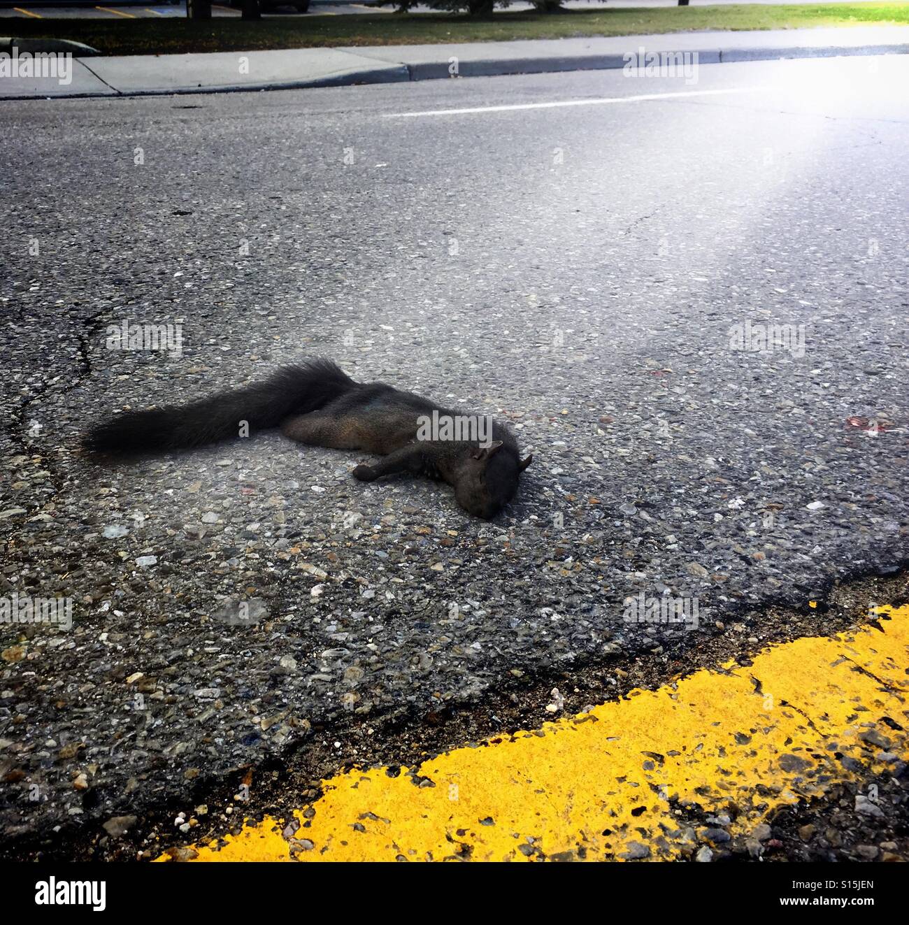 An urban squirrel met its end on a city street. - Smartphone Captured Stock Image