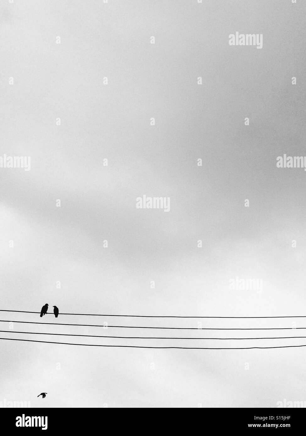 Birds on telephone line Stock Photo - Alamy