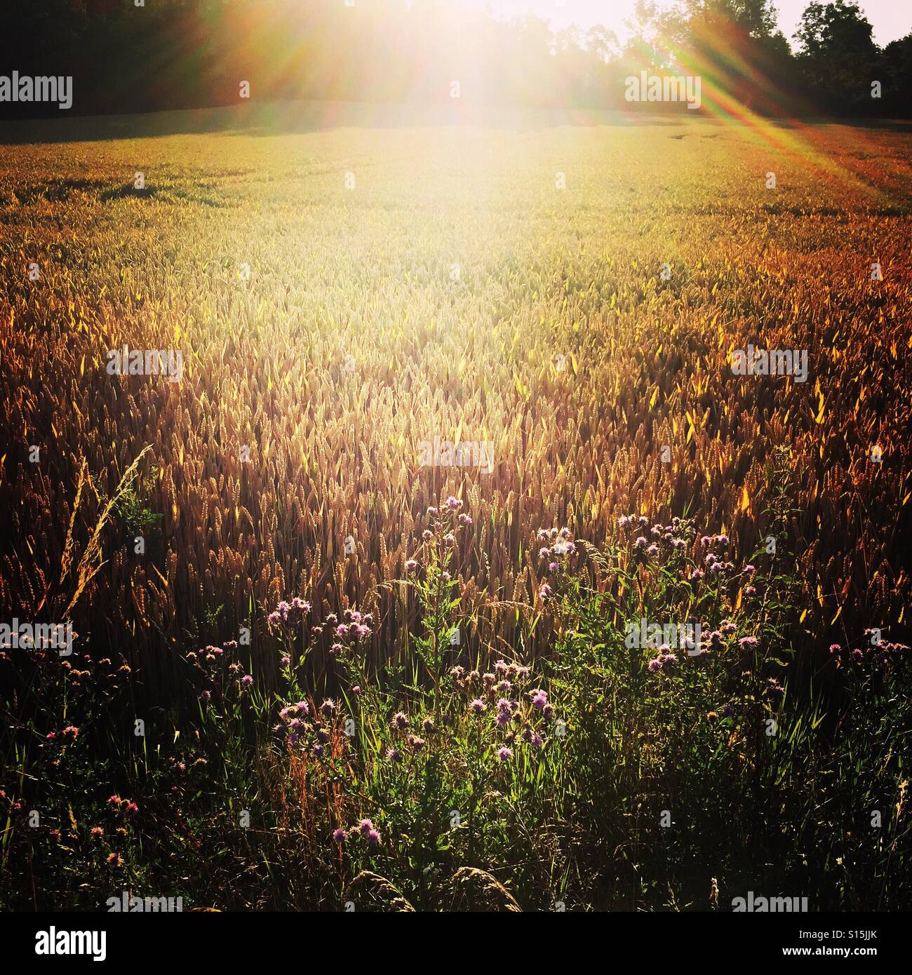 Morning sun ray hi-res stock photography and images - Alamy