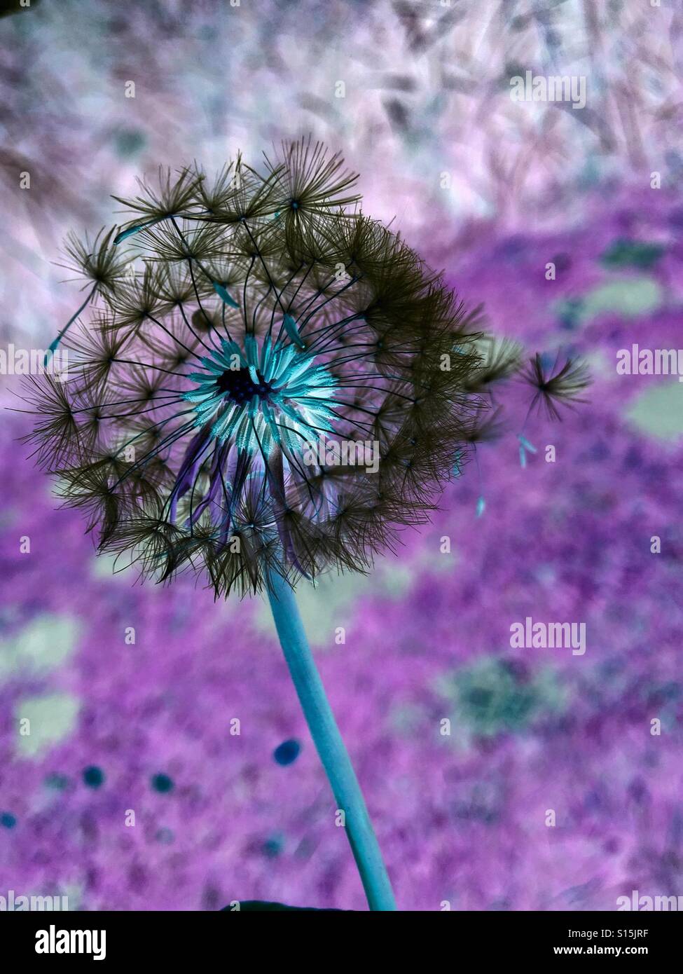 Colour inverted dandelion clock - seedhead with seeds detached Stock Photo