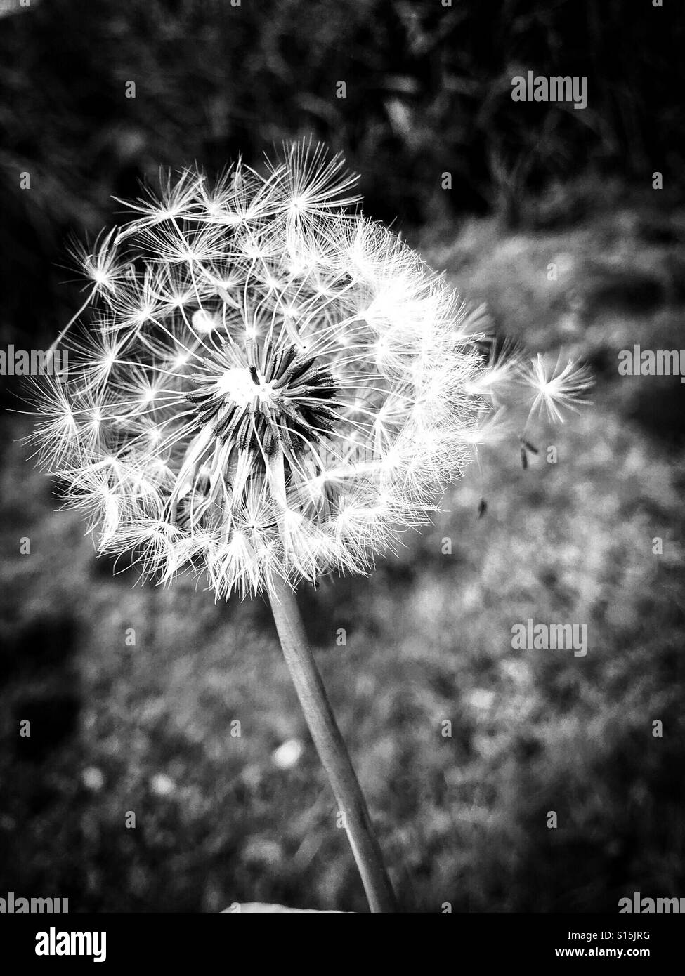 Dandelion clock, black and white - seedhead with some seeds detached Stock Photo