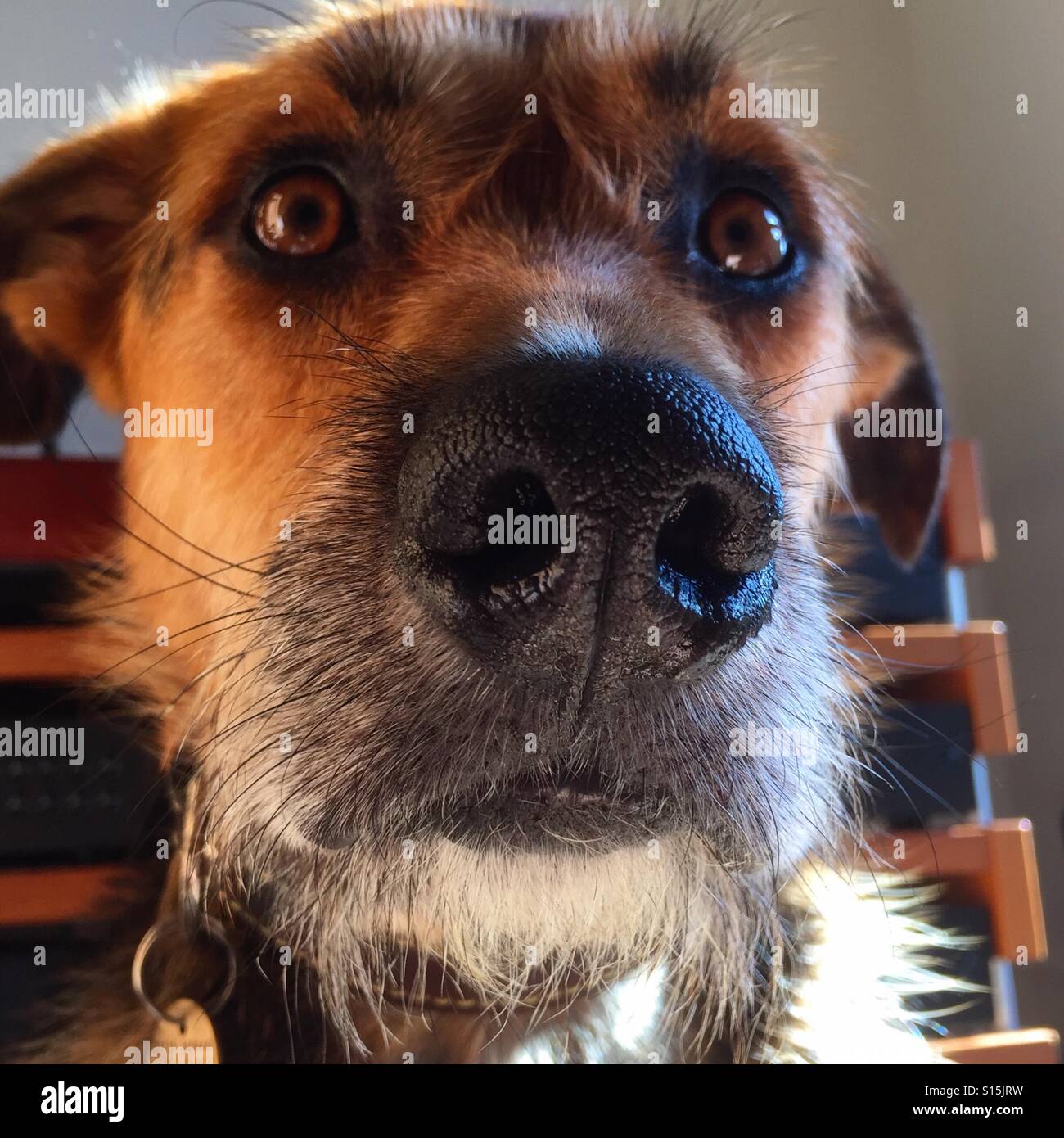 Worried dog face - Smartphone Captured Stock Image