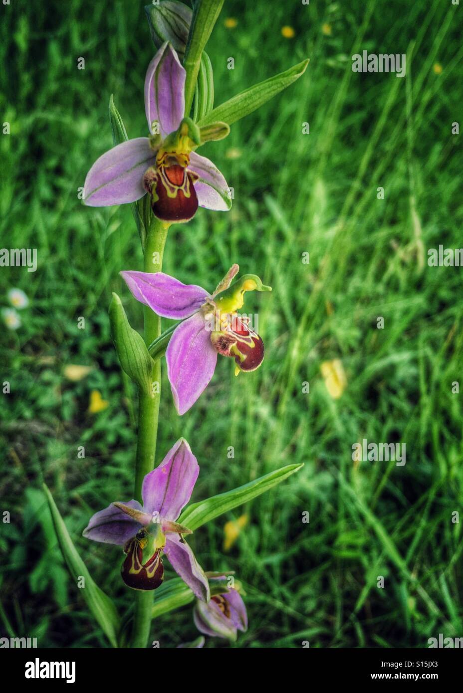 Bee orchid - Smartphone Captured Stock Image