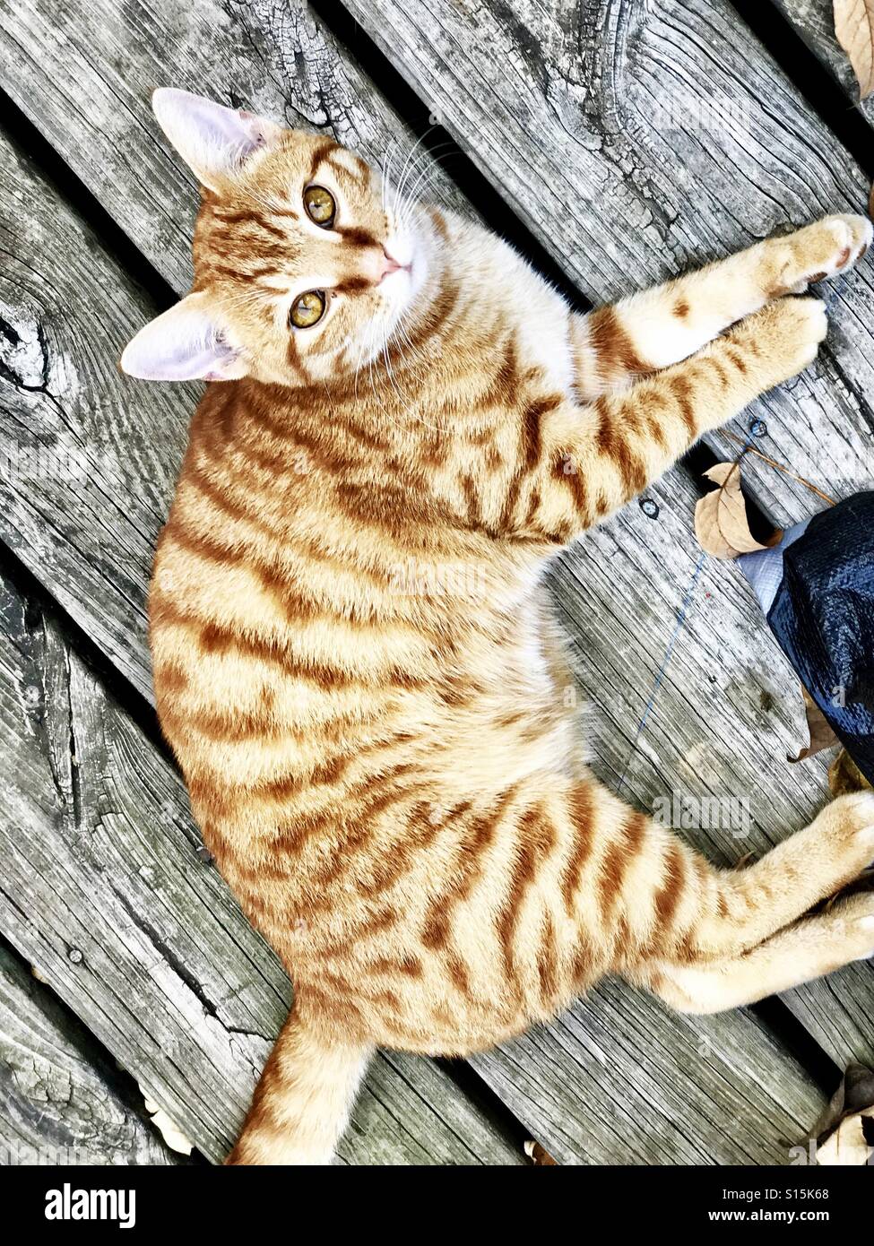 Domestic cat. Orange or ginger tabby tomcat. Stock Photo