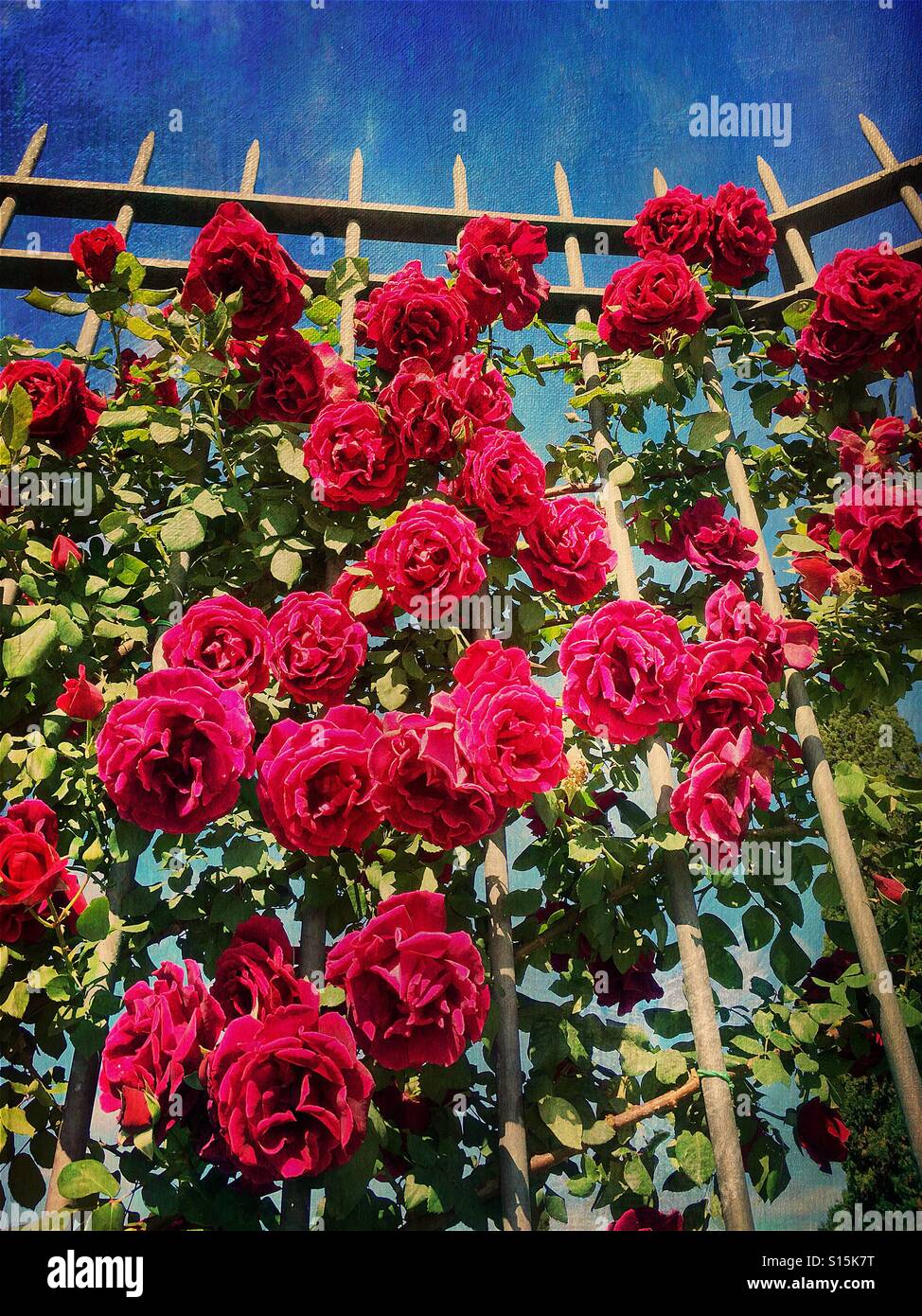 Beautiful red roses at the Roseto Comunale garden in Ripa, Rome, Italy. Vintage paper texture overlay. Stock Photo