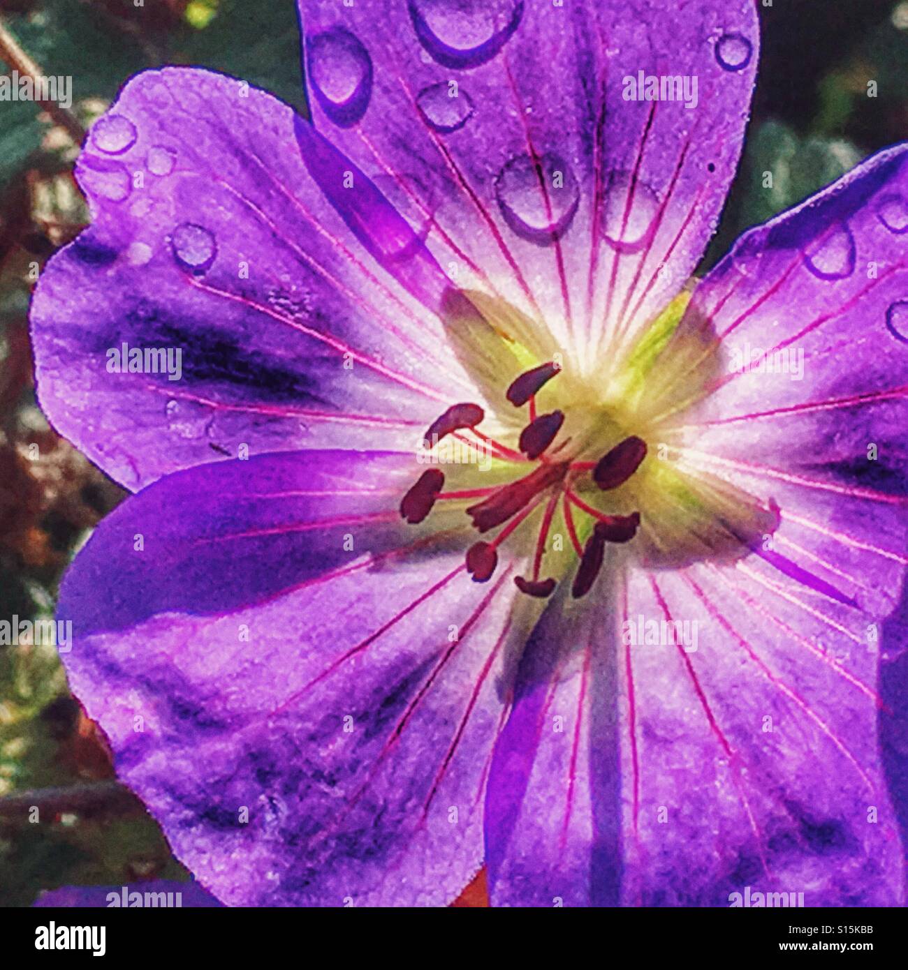Sepals purple hi-res stock photography and images - Alamy