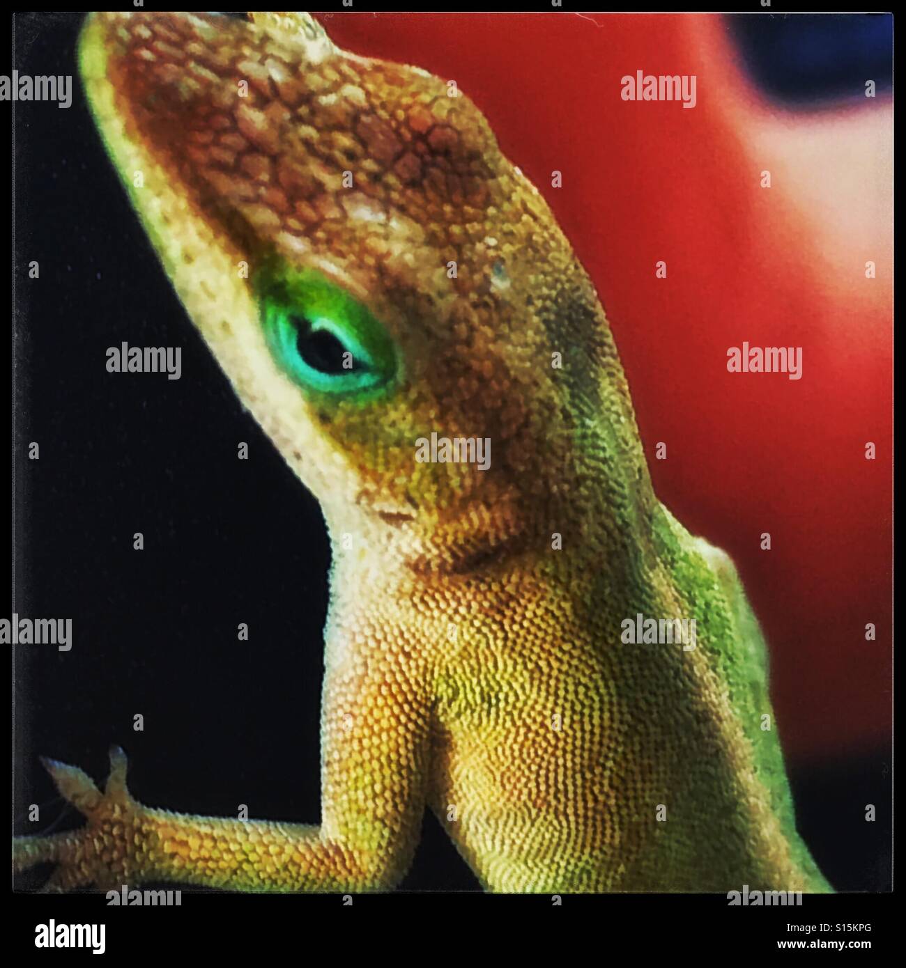 Close up of a lizard Stock Photo