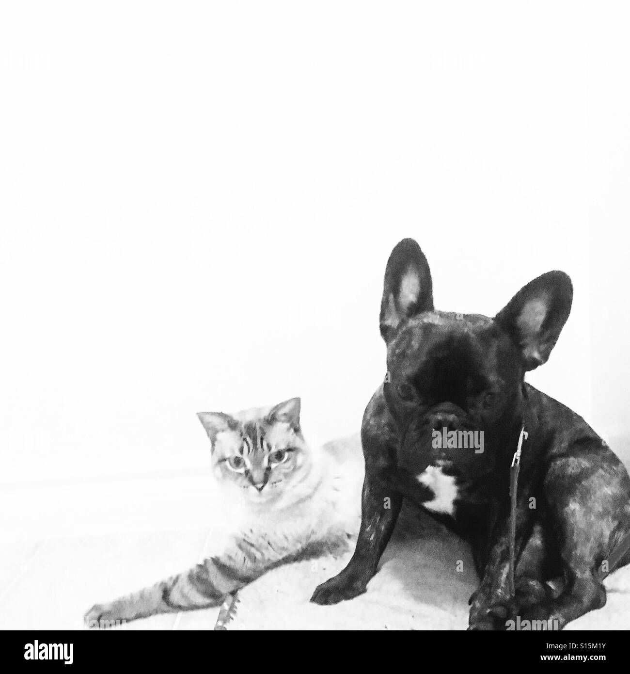Cat Dog Friends Black And White Stock Photos Images Alamy