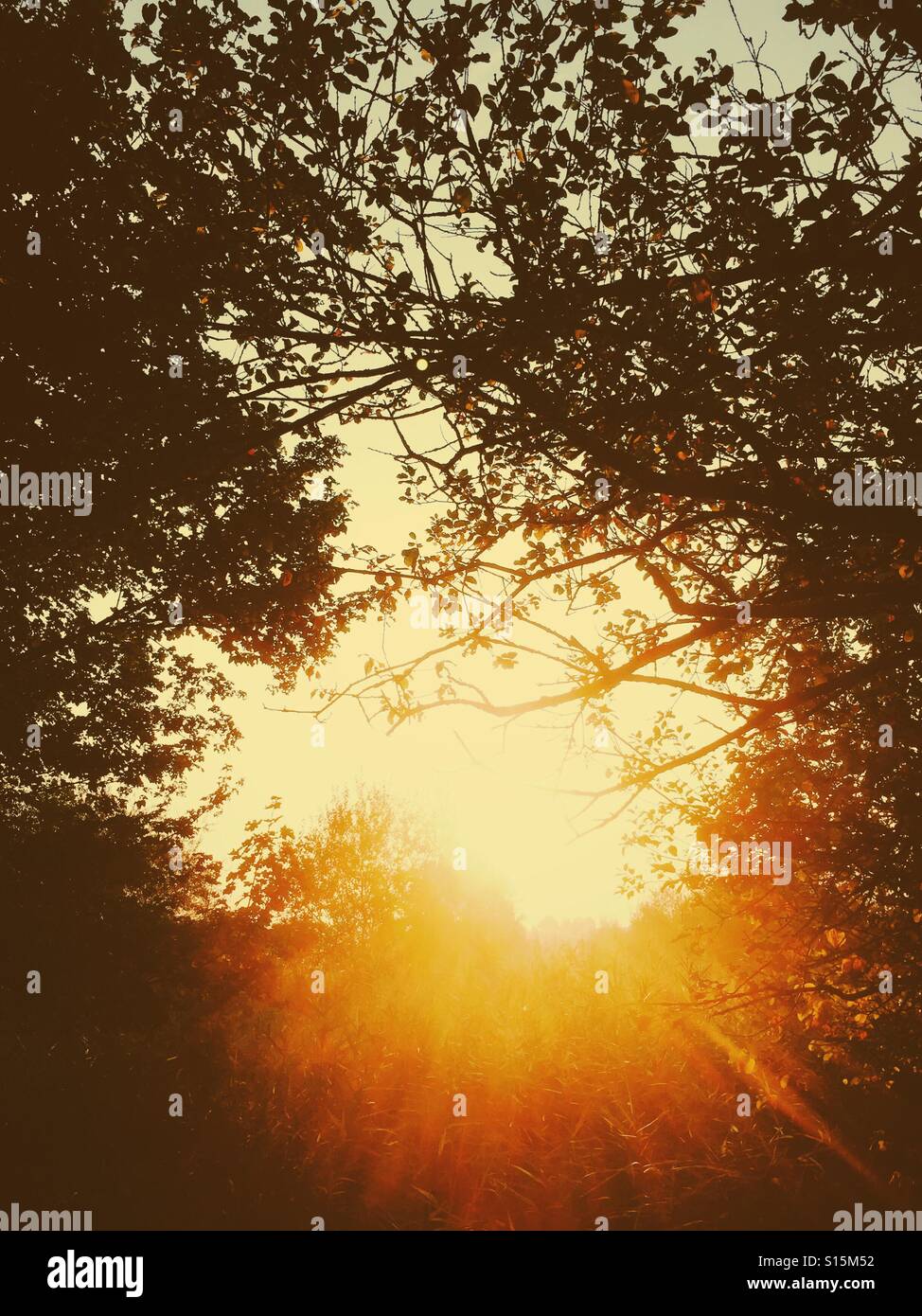 Rural sunrise with trees - Smartphone Captured Stock Image