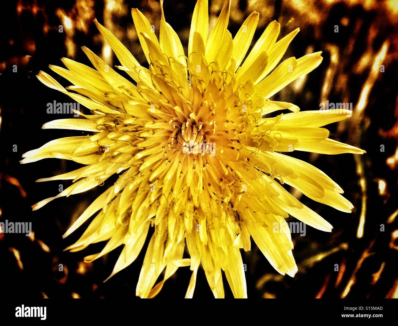 Patterns in Nature - Perennial sowthistle  yellow flower in a stubble field Stock Photo