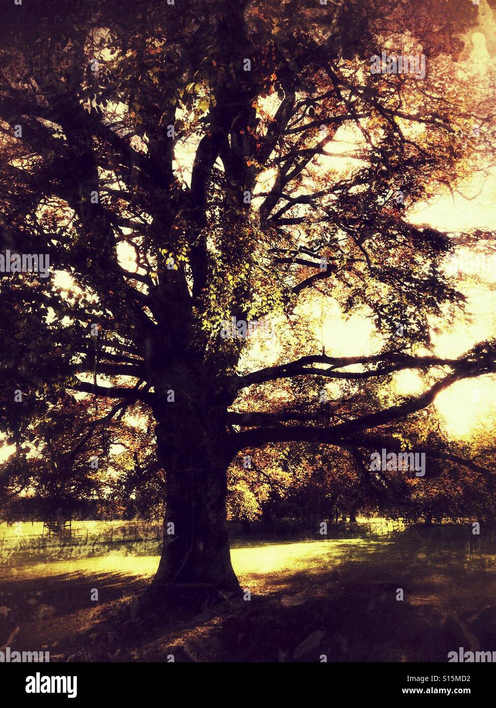 Autumn- beech tree in late afternoon sun - Smartphone Captured Stock Image