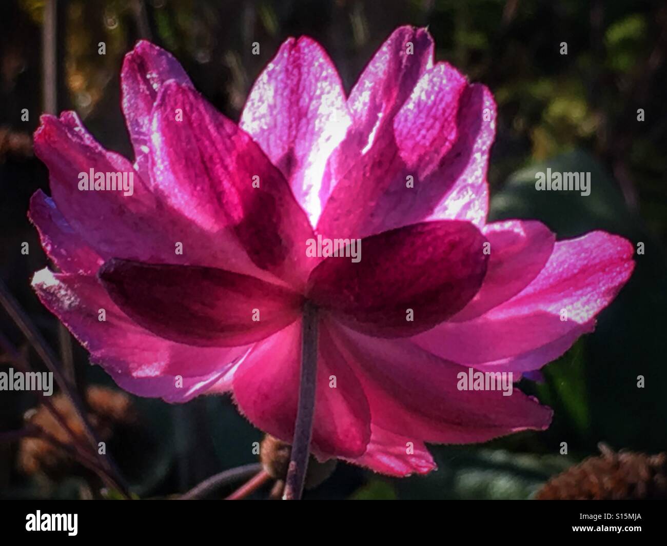 Beautiful pink flower, from underneath - Smartphone Captured Stock Image