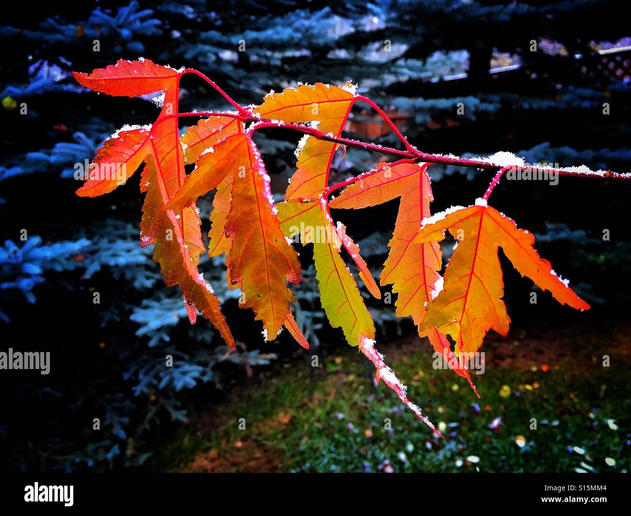 Early snow on maple leaf Stock Photo