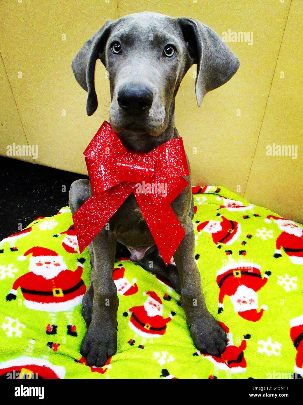 Christmas great hot sale dane