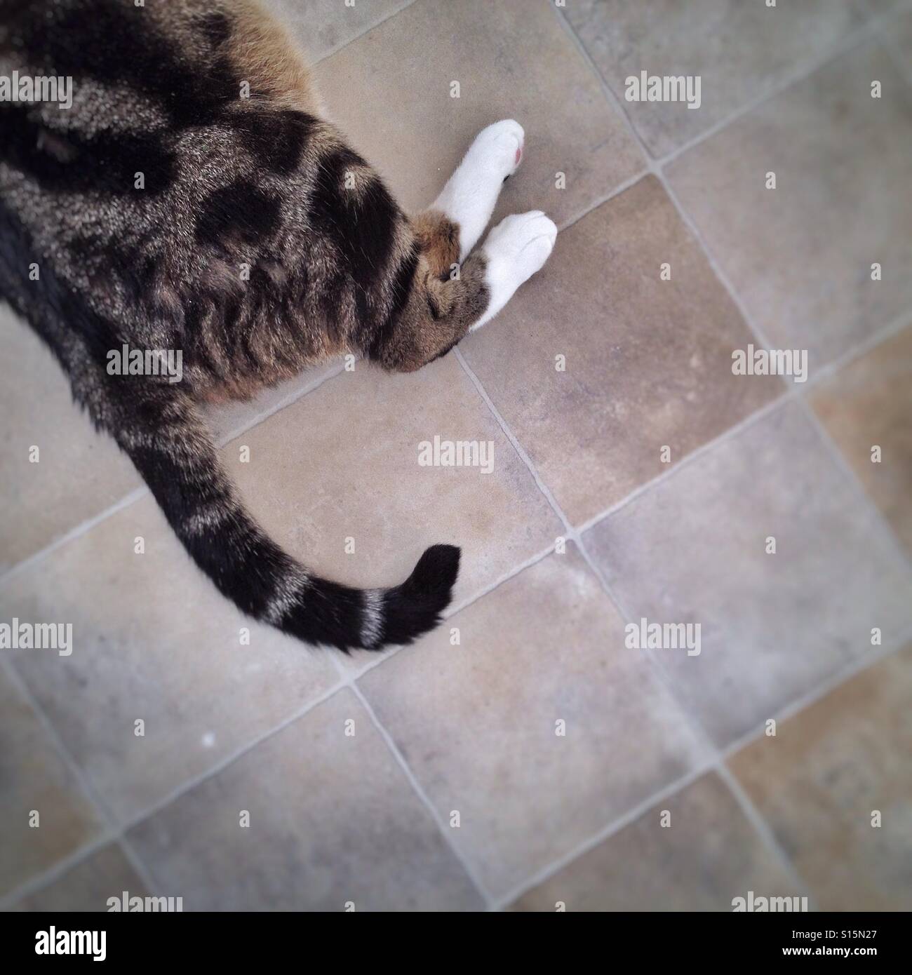Tabby cat's rear legs and tail laying on the floor of a kitchen. Stock Photo
