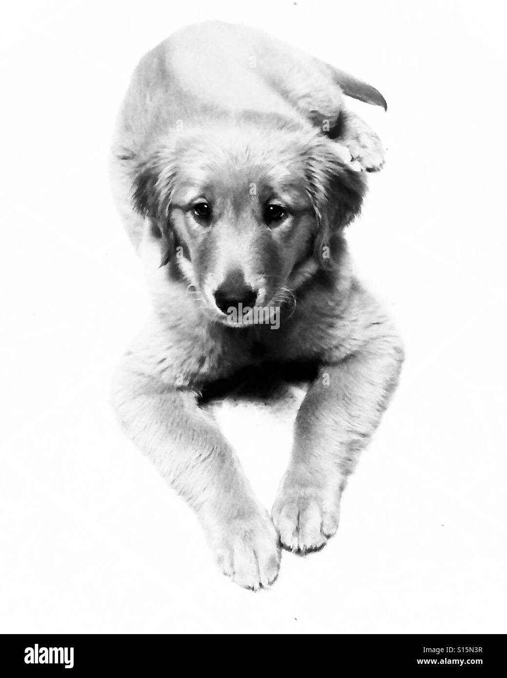Black and White Golden Retriever - Smartphone Captured Stock Image