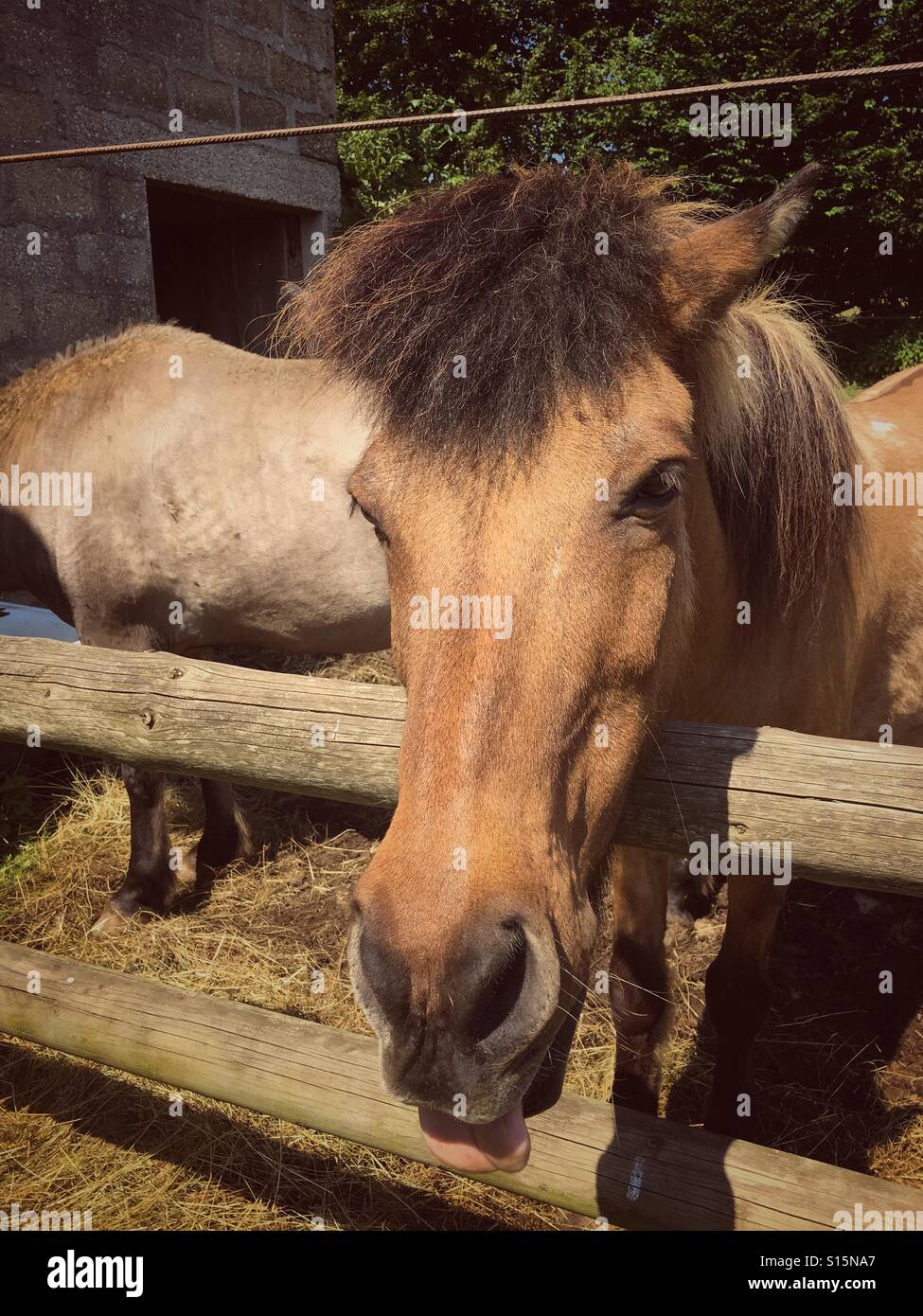 Happy horse on sunny day. Stock Photo
