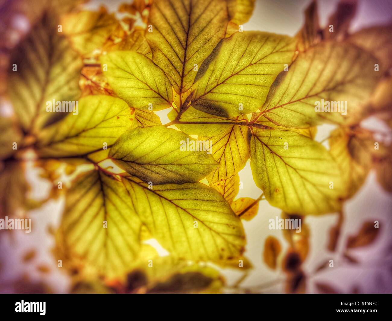 Patterns in Nature - Beech tree leaves changing colour in autumn with prominent leaf veins - Smartphone Captured Stock Image